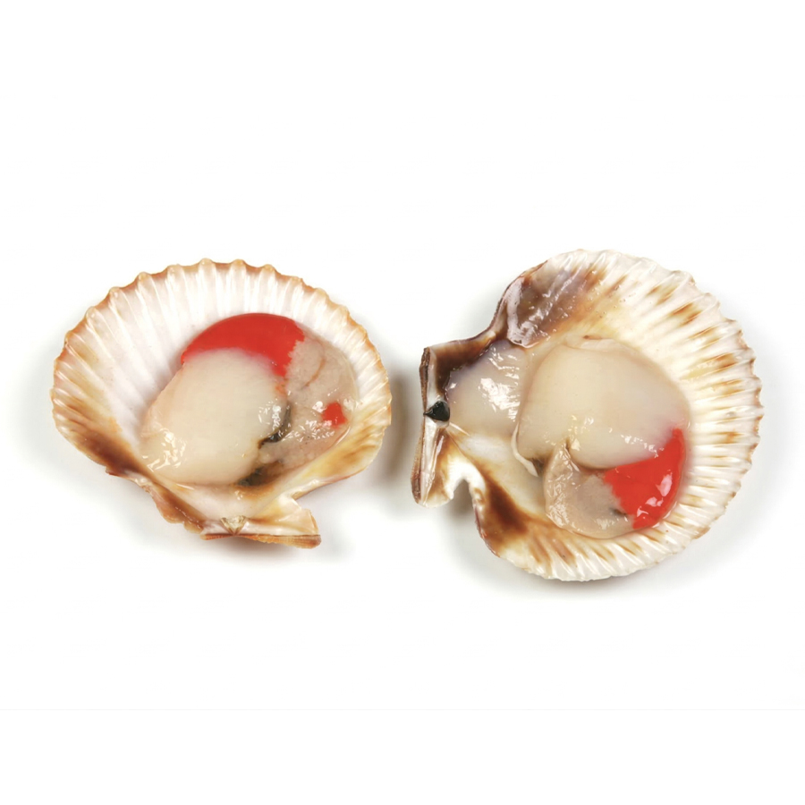 VOLANDEIRA 1/2 CONCHA 40/60 MAR DA POBRA 1X5KG